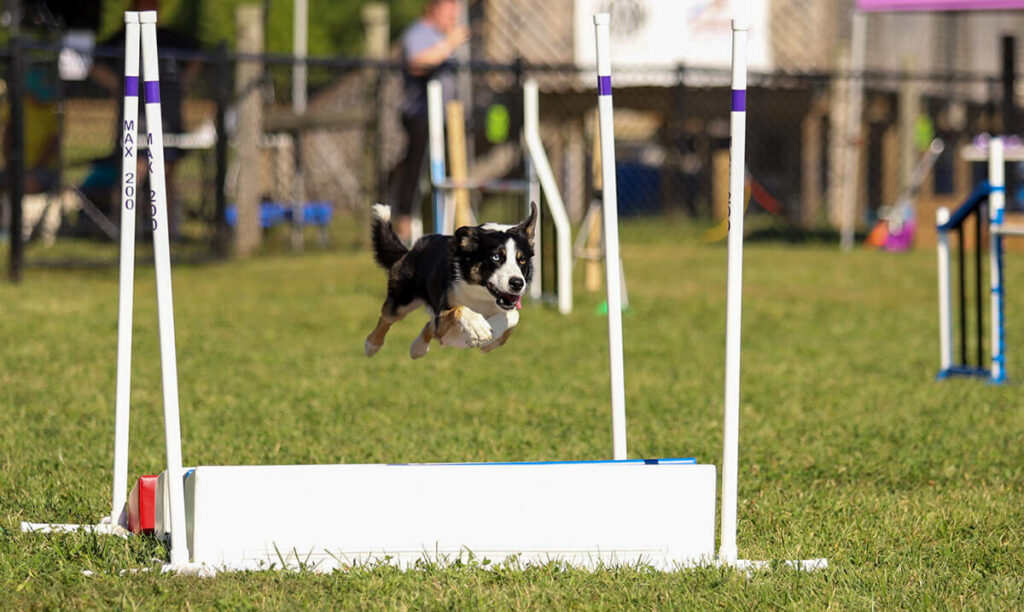 Black and brown dog jumping over an agility broad jump outside.