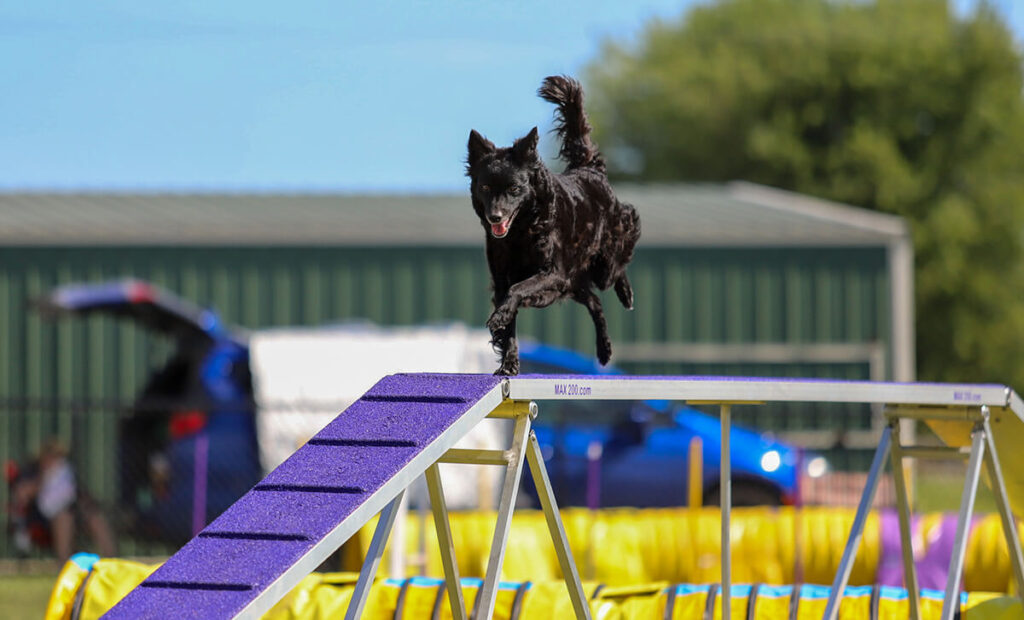 Black dog running on a agility dog walk.