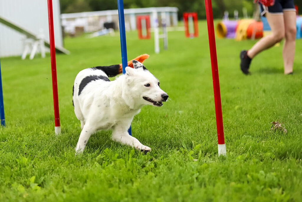 White and black dog running through agility weaves outside.