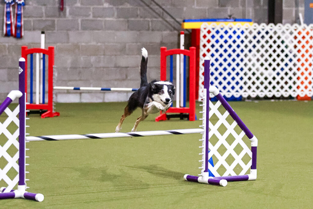 Black, brown and white dog jumping over an agility jump.