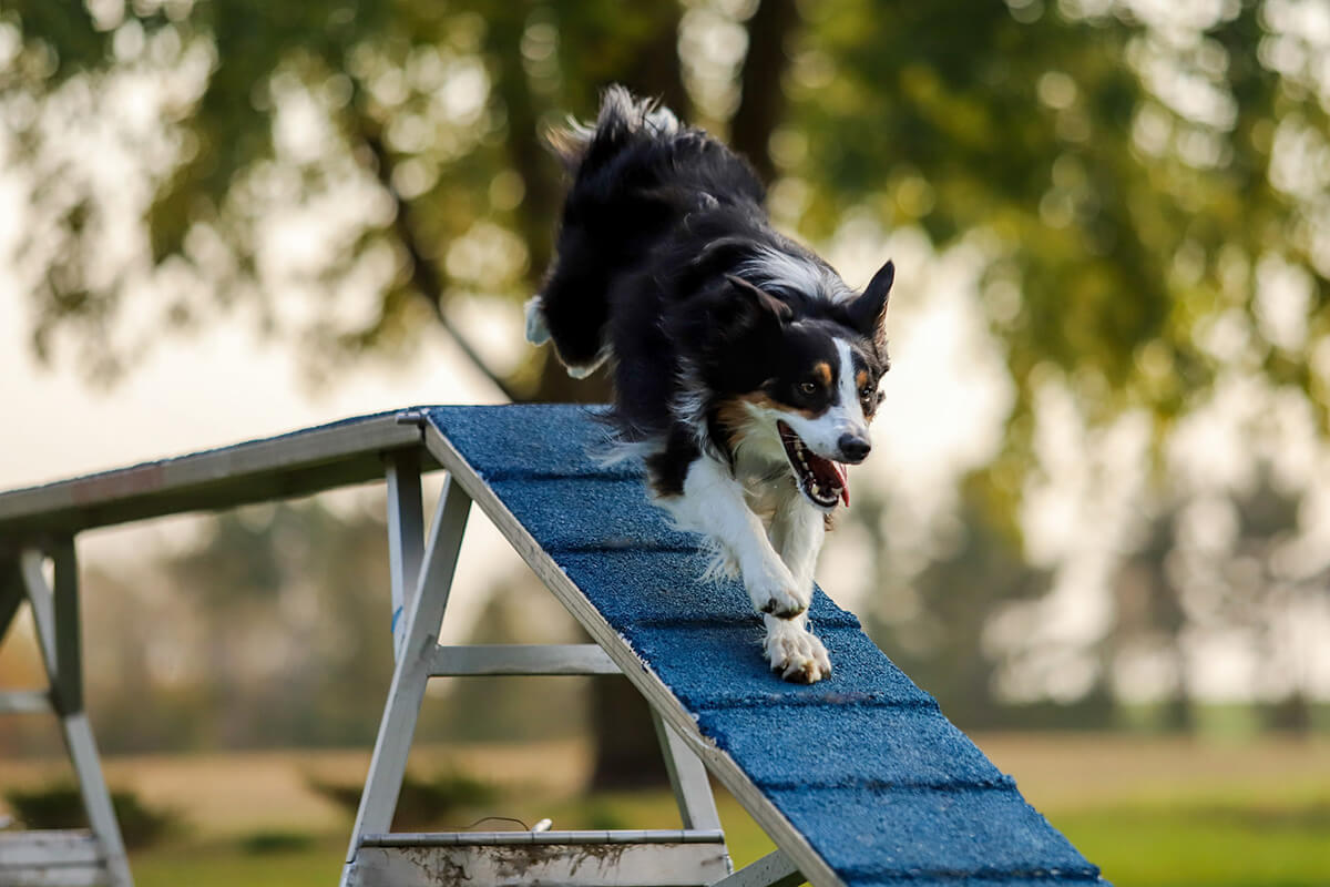 Tri-color border collie running on a agility dog walk.