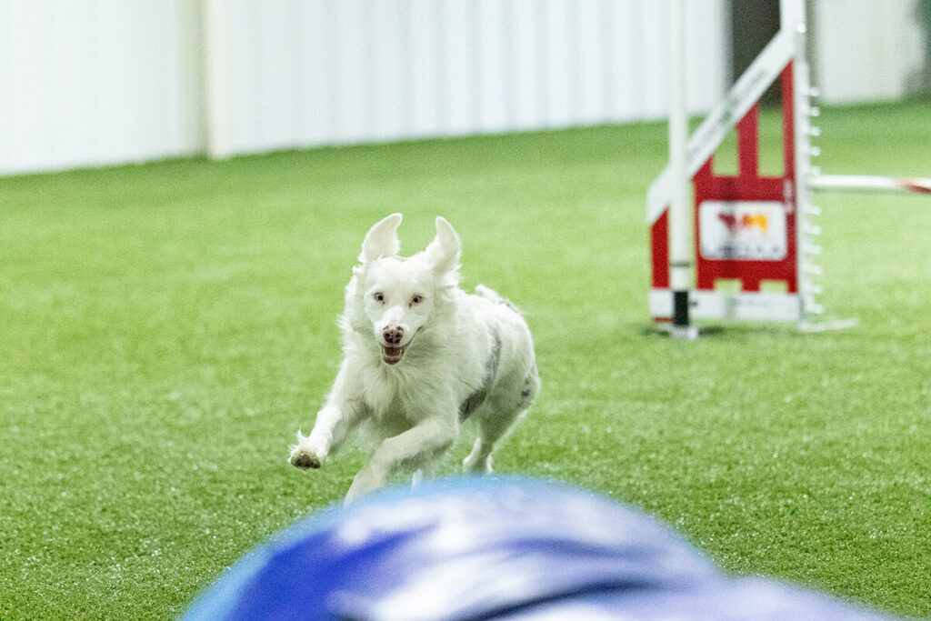 White dog running toward an agility tunnel.