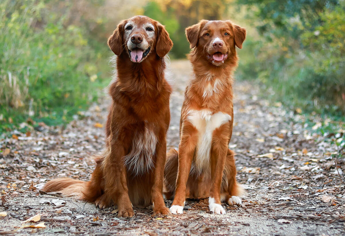 Two red dogs sitting on a hiking trail outside.