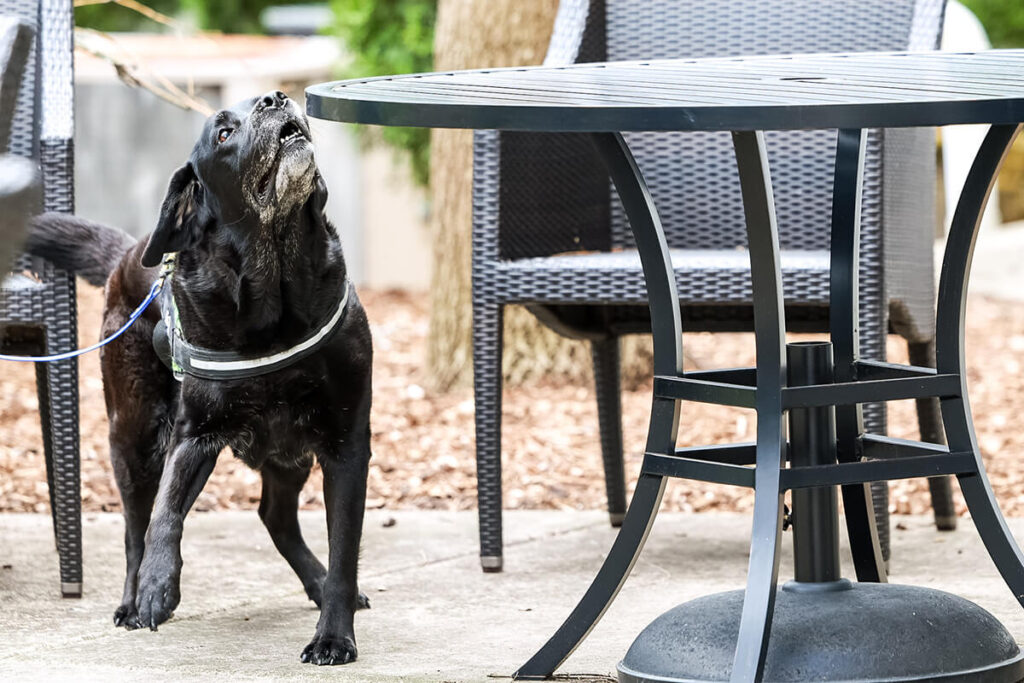 A black dog sniffing an outdoor table.