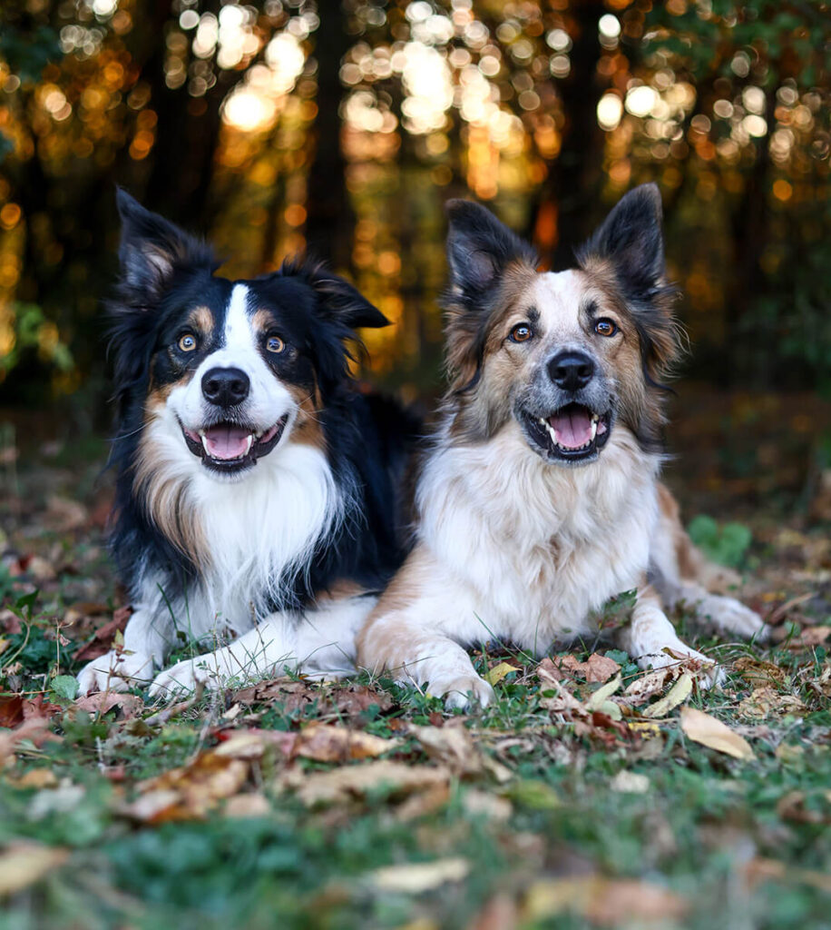 Two border collies smiling and laying on the grass.