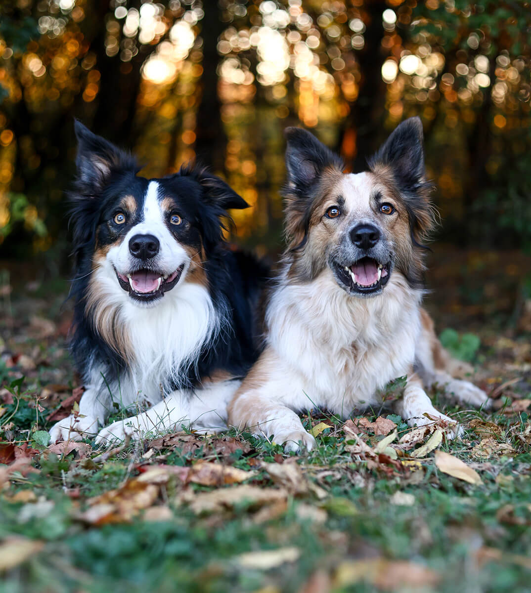 Two border collies smiling and laying on the grass.